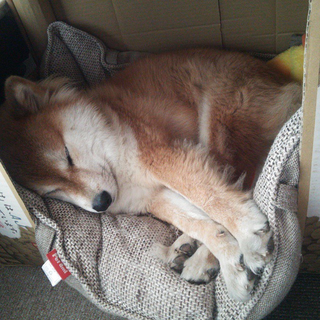 暗夜突围，佩德里，那束刺穿银河系的光