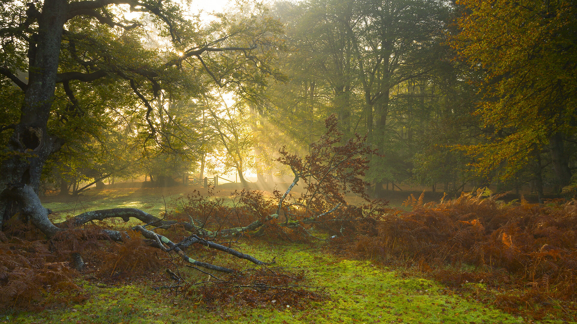 开云体育在线-哈登单骑救主显神威，猛龙稳扎稳打力克新疆