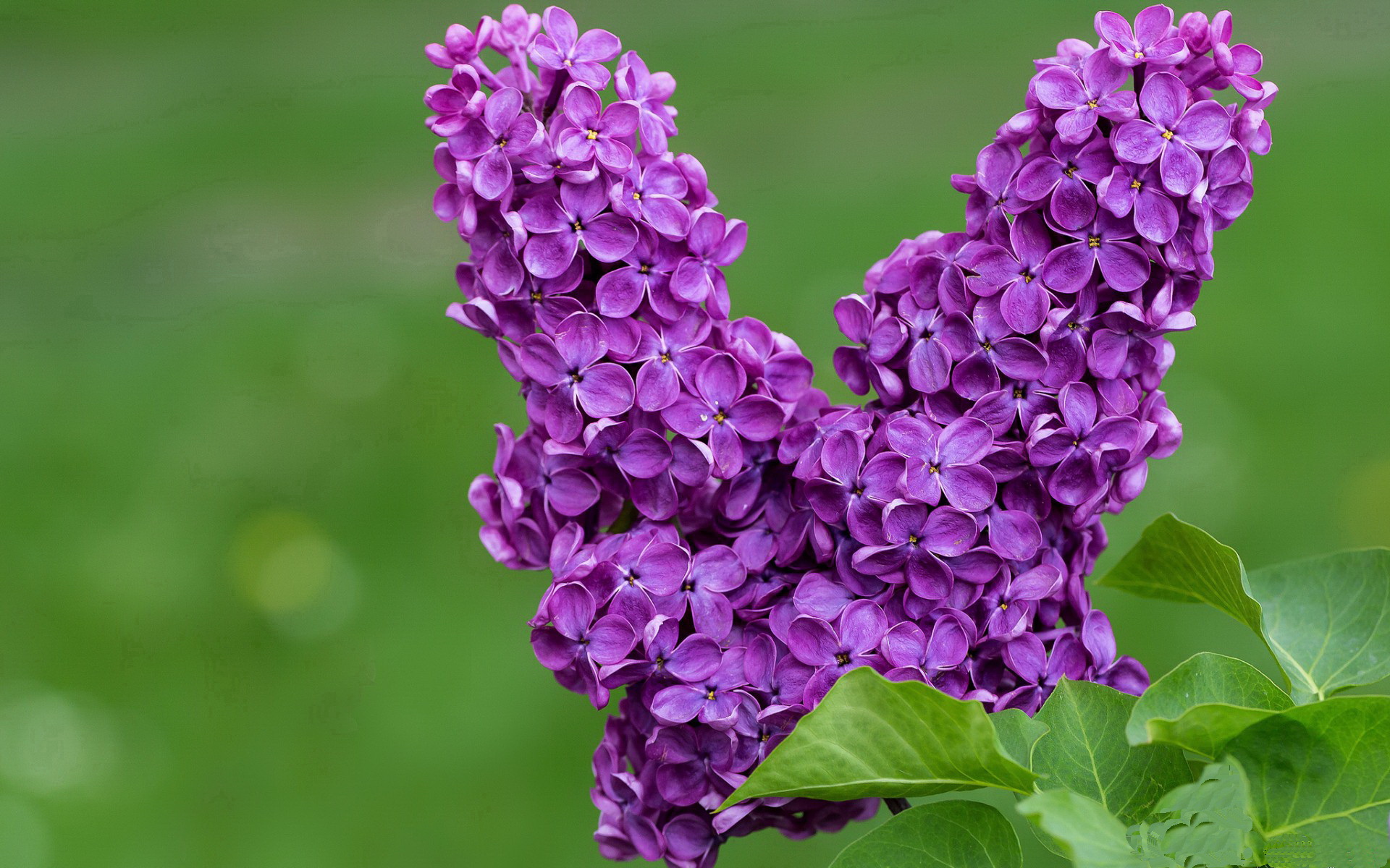 跨界风暴，辽宁队强压公牛启示录，拉文德甲争冠战接管模式解析