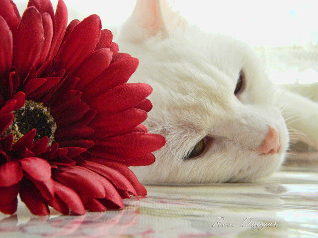 开云体育官网-欧冠之夜，非洲马里造惊天冷门，法甲豪门马赛王冠落地