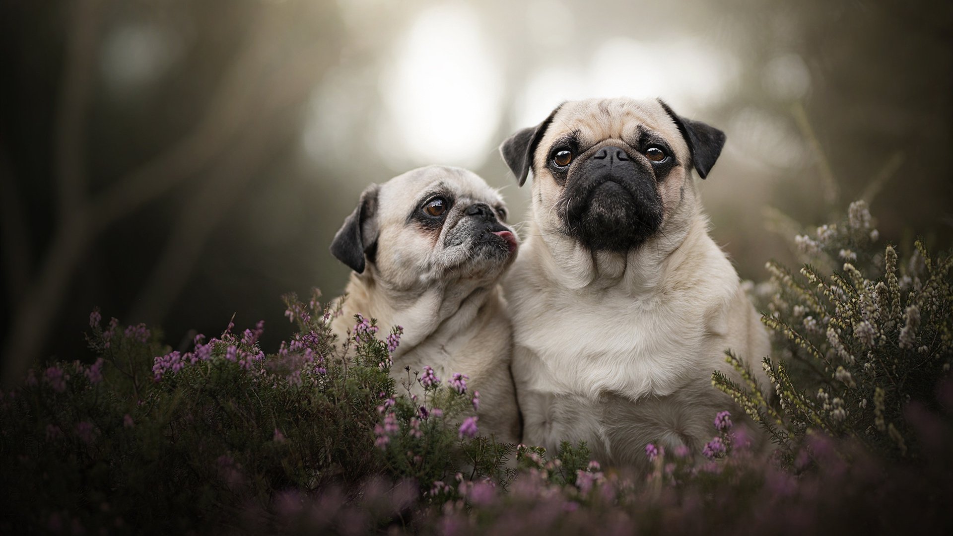 唯一性，当伦纳德的碾压哲学遇见上海队的镜面，一场跨越维度的封神之战