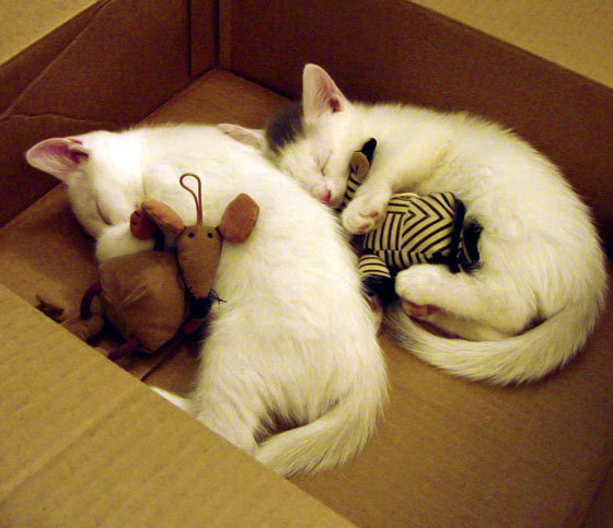 开云体育app-手术刀与巨兽，霍勒迪如何以瞬间锋锐，肢解掘金的钢铁节奏