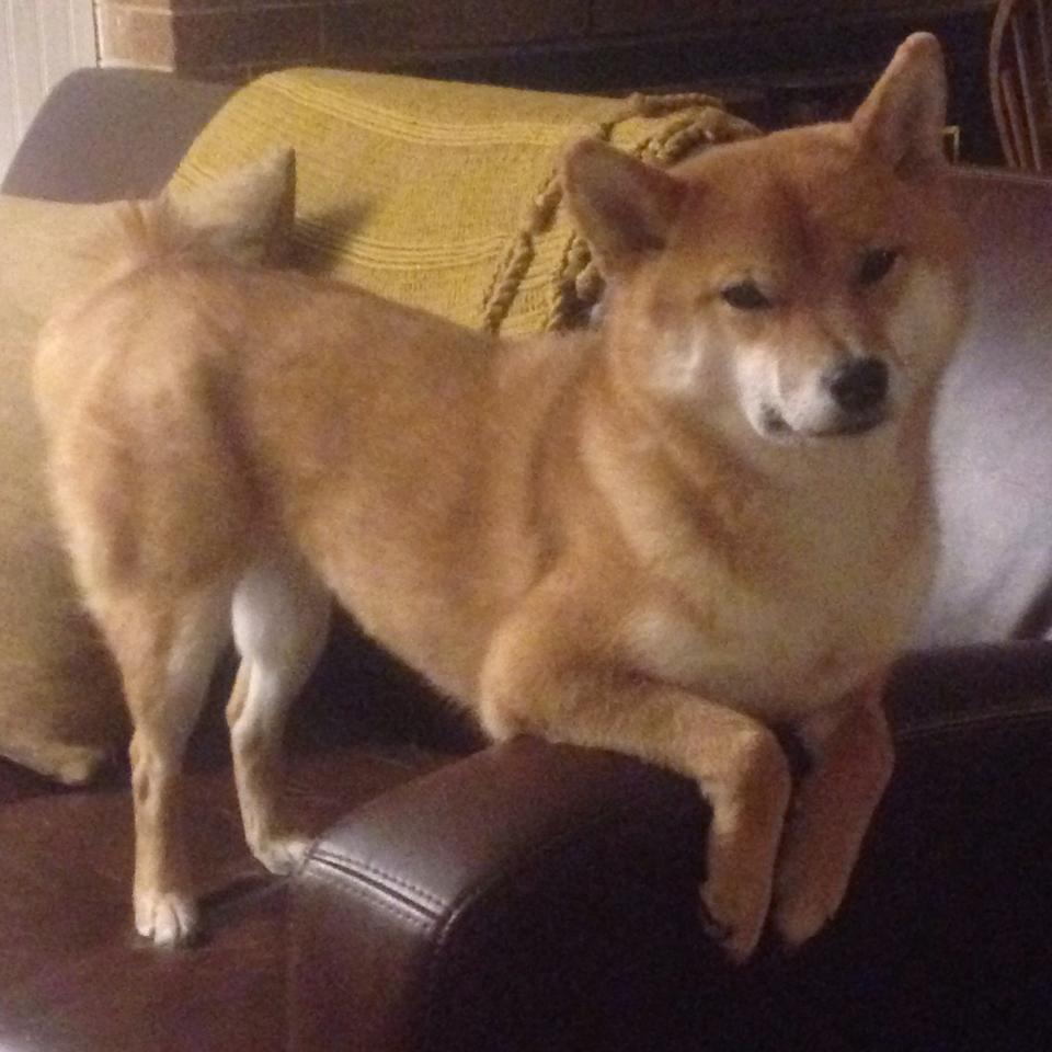 从浪费者到救赎者，努涅斯欧冠淘汰赛之夜的窒息绝杀