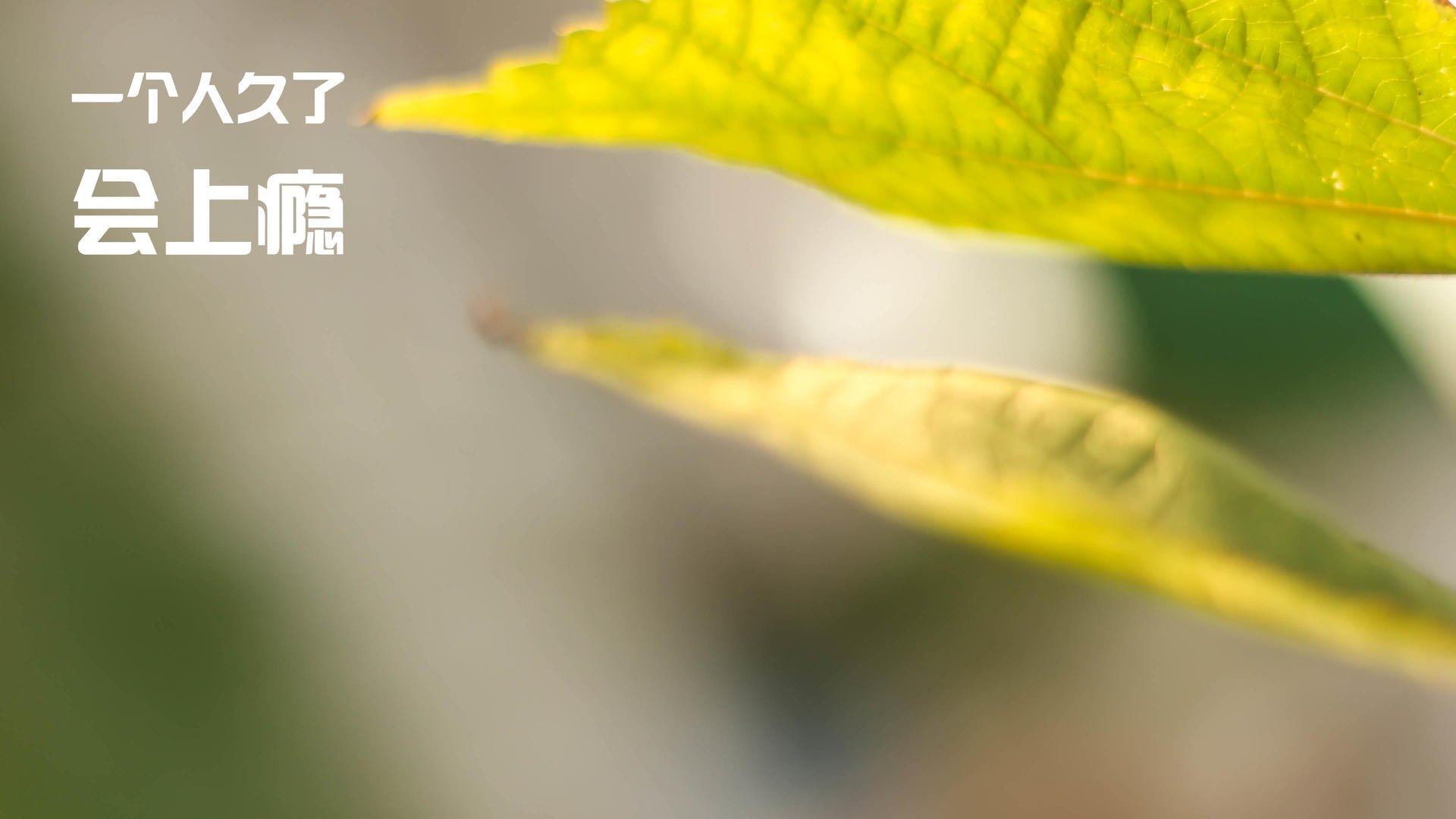 苏醒的巨龙，当总决赛的火焰遇见潘帕斯团队的收割哲学