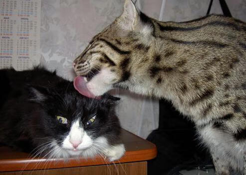 世界裂缝，当哥伦比亚绝杀奥地利撞见努涅斯季后赛抢七神话