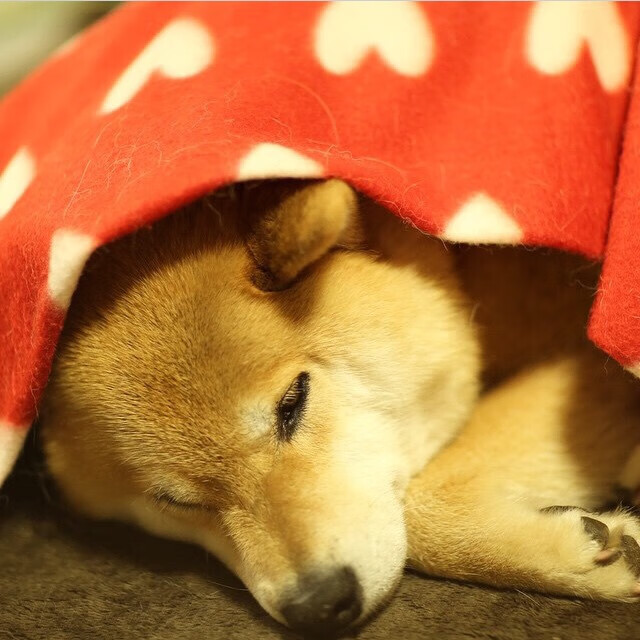 数据之眼，帕尔默如何用暗数据雕刻胜局