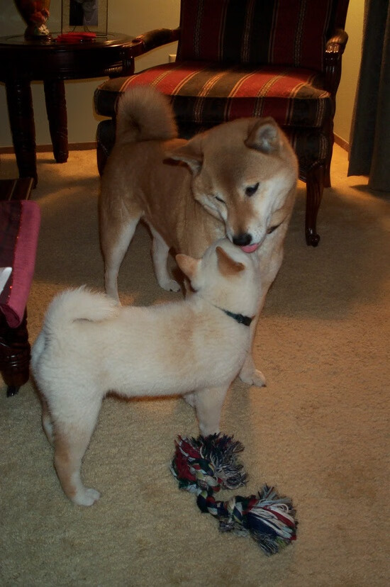 字母哥的雷霆之怒，当完美风暴冲垮天山铁壁