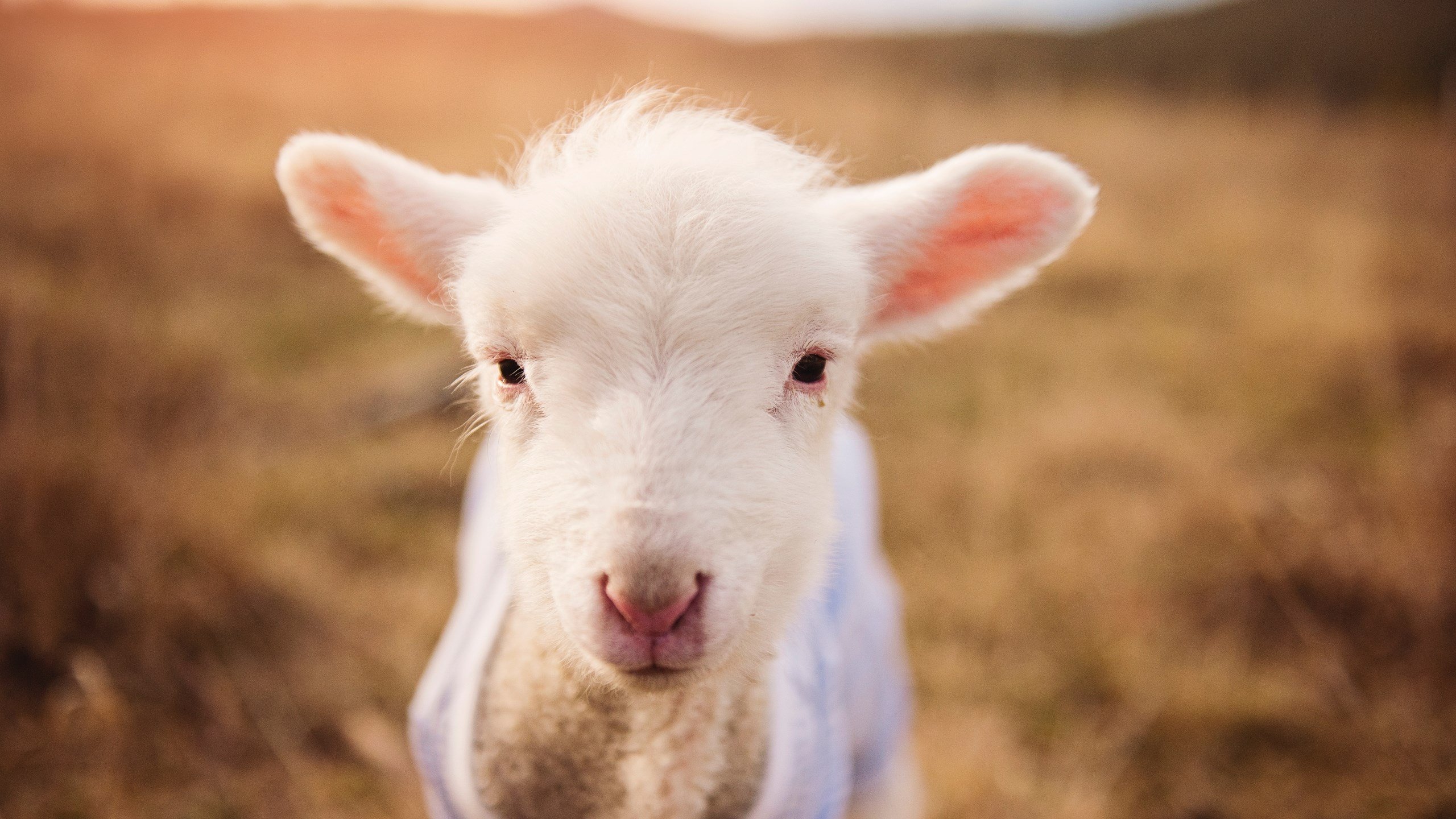 唯一的防守艺术家,阿拉巴如何将欧冠半决赛变成他的独奏舞台
