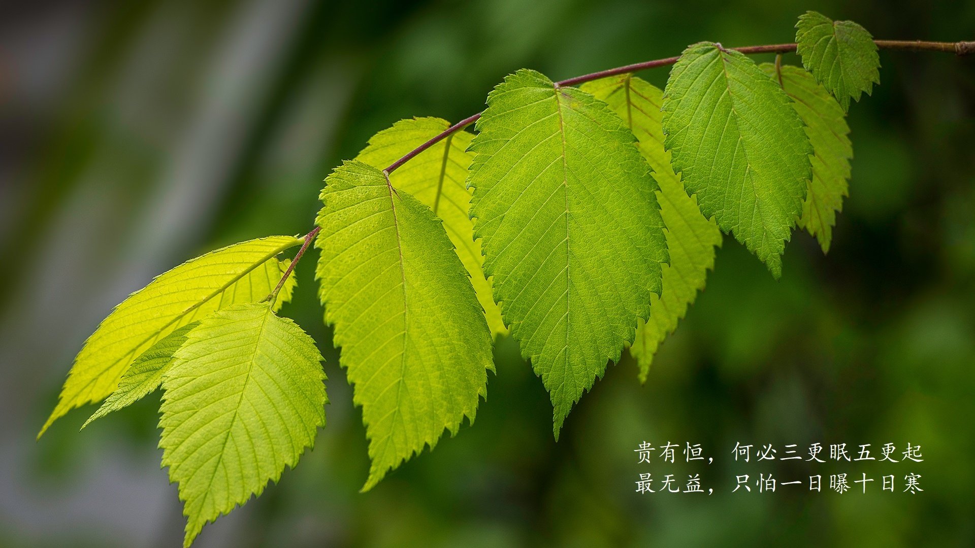 双面神域，H组的末日审判，法兰西的碾压与北境之王的终极救赎